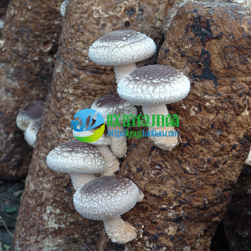 食用菌 菌种 二级种 短菌龄香菇优质品种 香菇【广香2044】原种