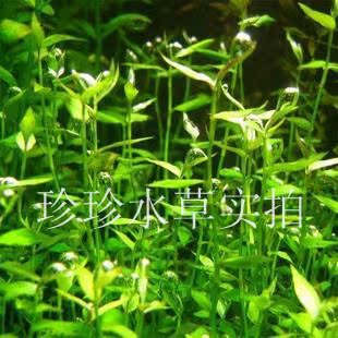 紫红泡泡龙，水草泡泡龙,中景草(100%自家出产)一枝 珍珍水草