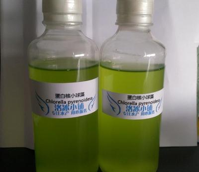 蛋白核小球藻科研鱼虫藻种400ml