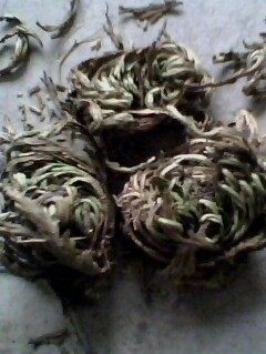 卷柏回阳草还魂草500克包邮九死还魂蕨