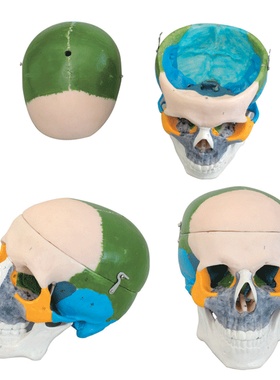 成人头颅骨骨性着色模型A11111/1