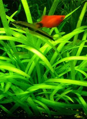 水草小水兰-珍珍水草(一棵）100%自产水中叶