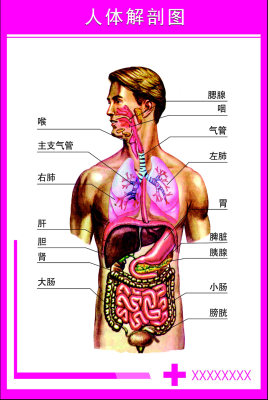海报印制338人体海报展板36人体解剖图 非高清图