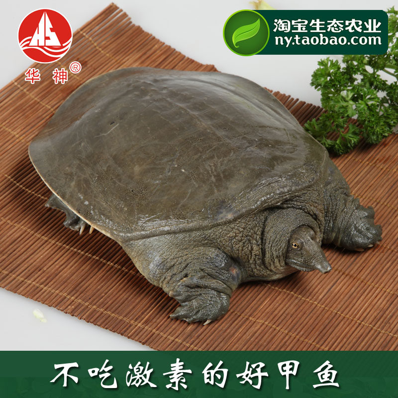 【华神甲鱼】八年龄华神老鳖/生态养殖甲鱼3斤重