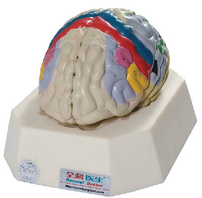 大脑皮质功能定位模型GD/A18205 人体脑部解剖模型 教学培训专用