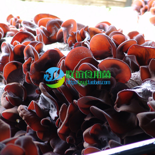 食用菌菌种 木耳菌种 白背木耳代表品种 木耳 【联农117】原种