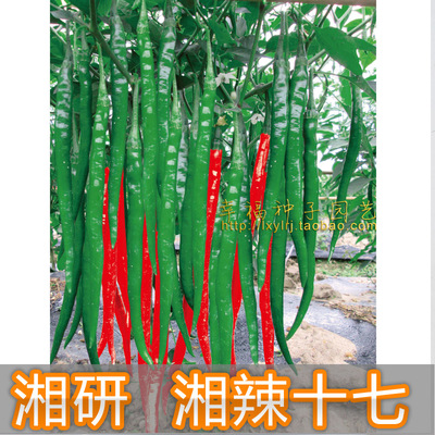 辣味浓辣椒种子丰产量高易种植