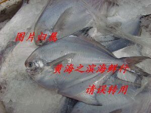 连云港特产 新鲜海鲜 海鱼 鲳鱼 银鲳鱼特惠价36元一斤（5-6条）