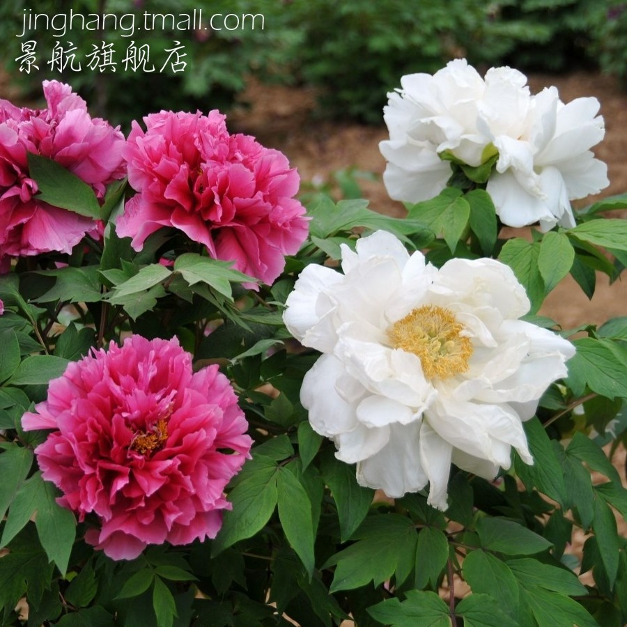 庭院地栽植物牡丹花苗