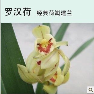 清仓价兰花古老品种四季兰建兰  罗汉荷 花朵朝天开 免邮