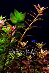水草红宫廷，宫廷（100%自产水中叶)（5枝）-珍珍水草拍10份包邮