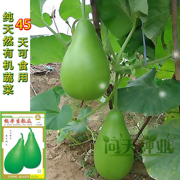 正源早生葫芦耐热瓠子瓜