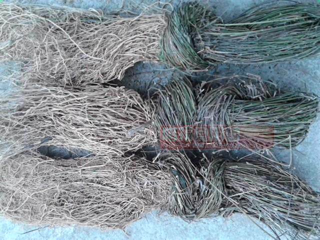 中草药材 整株全草徐长卿 瑶山竹 了刁竹 跌打损伤 浸酒外用500g