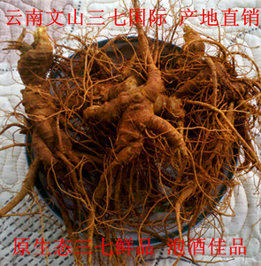 云南文山原生态新鲜四年三七10头 泡酒佳品 生三七 产地直销包邮