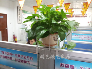 独家阳台栏杆防盗窗办公室隔断屏风盆栽架种菜养花铁艺花架