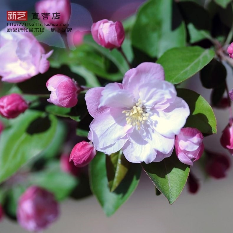 西府海棠花苗当年开花绿化