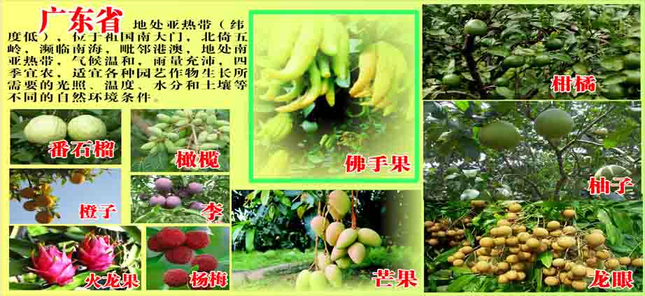 652海报印制定制展板素材266各省水果展广东图片素材