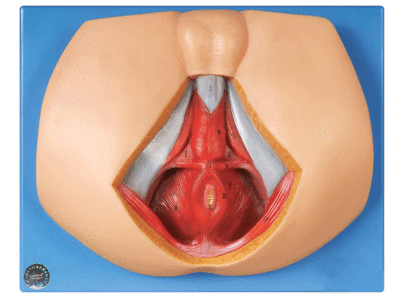 男性会阴模型GD/A15112尿生殖三角 肛门三角 会阴模型共12个标识