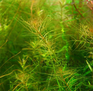水草红羽毛 100%自产,(一枝)珍珍水草