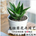 Bình thủy tinh siêu mỏng phần [bóng nhỏ] chai cho cây thủy canh - Vase / Bồn hoa & Kệ chậu nhựa trắng
