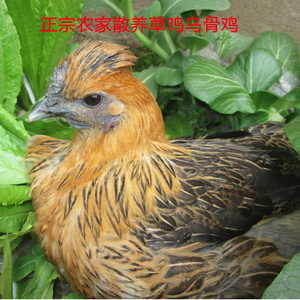 正宗农家散养乌鸡 乌骨鸡 土乌鸡散养老母鸡 女性调养