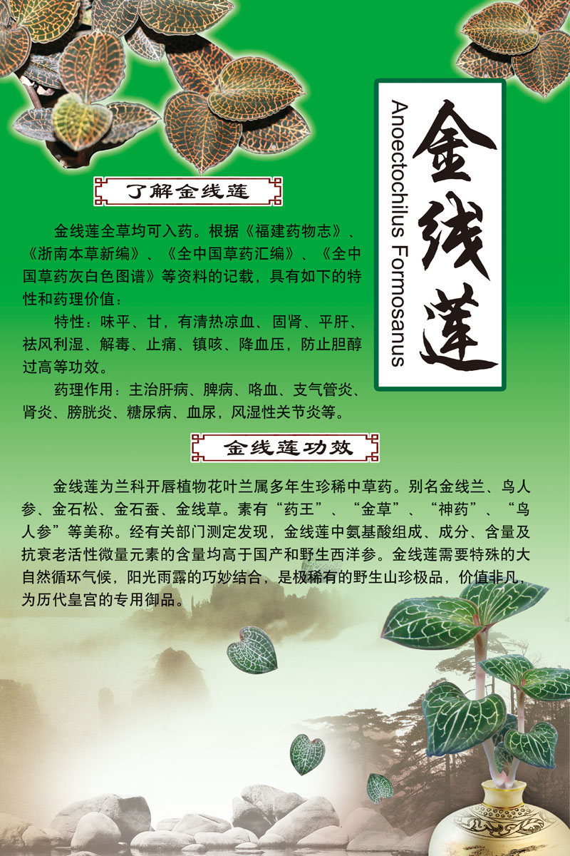 577海报印制海报展板素材941金线莲介绍及功效图片贴纸海报