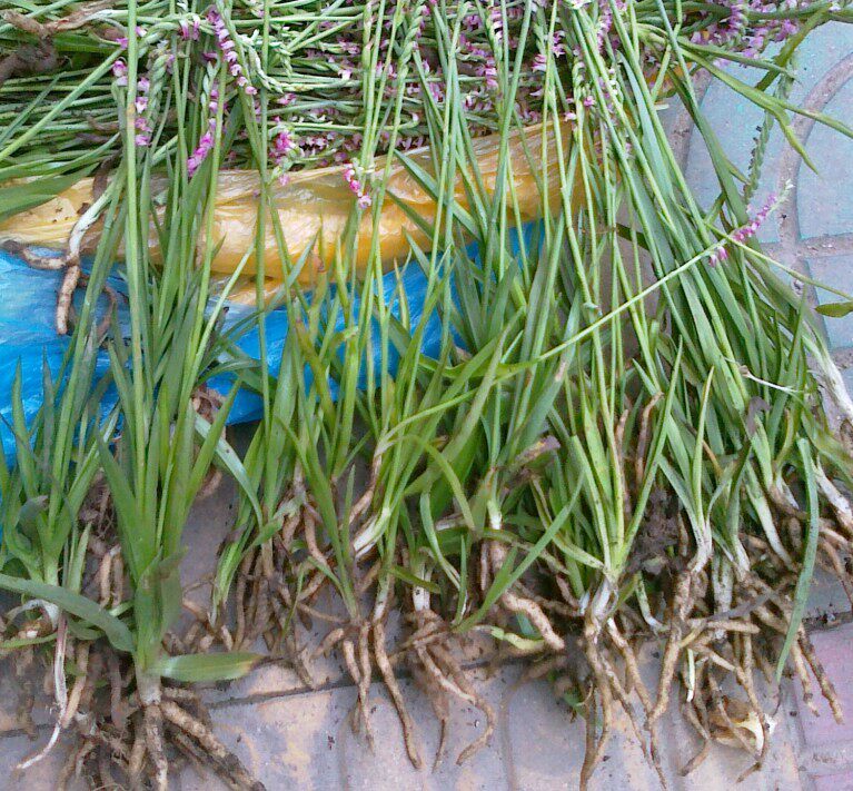 纯正草药盘龙参/鲤鱼草/九龙蛇/绶草/镰刀草/海珠草 干品500克