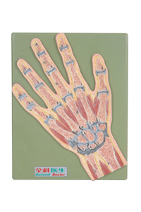 手关节剖面模型/解剖模型A11204