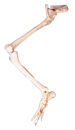 下肢骨连髋骨模型/解剖模型A11130