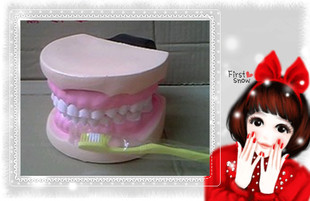 小学科学 生物教学模型 儿童牙列模型 J39052