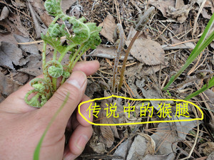 23年新鲜的猴腿山菜毛腿绿色野生东北小兴安岭特产凉拌菜250g