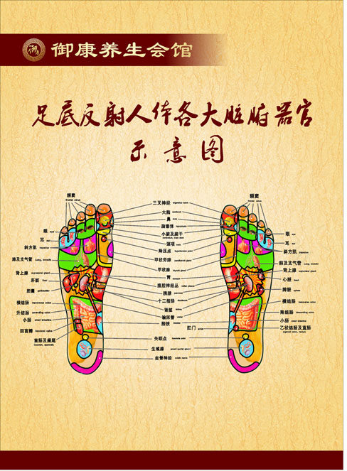 611海报印制海报展板素材142养生会馆足底反射人体器官示意图