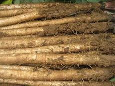 徐州特产新鲜牛蒡根牛蒡茶原料5斤装包邮东洋参新品推荐热销