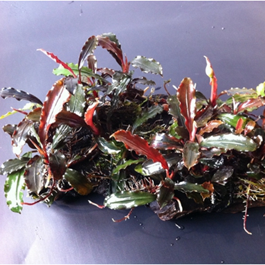 辣椒榕\Red scorpio\紅天蠍座