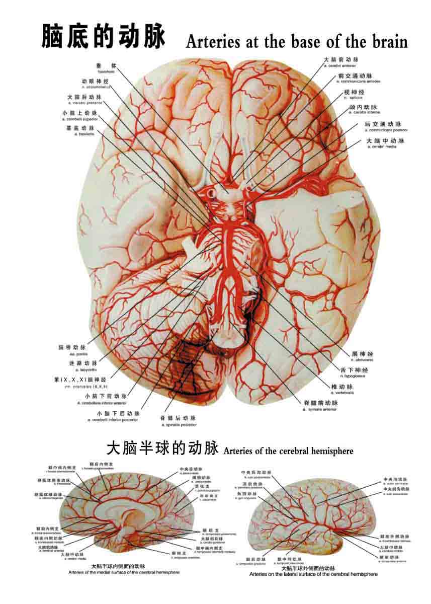 大脑动脉分布图图片