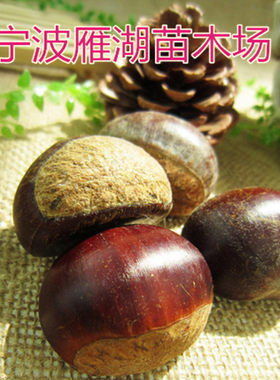 庭院盆栽品种鲜活板栗树苗