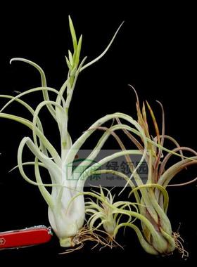 空气凤梨【展示】T. caput-medusae'sonoran-snow' 雪女（大）