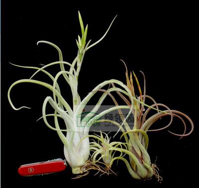 空气凤梨【展示】T. caput-medusae'sonoran-snow' 雪女（大）