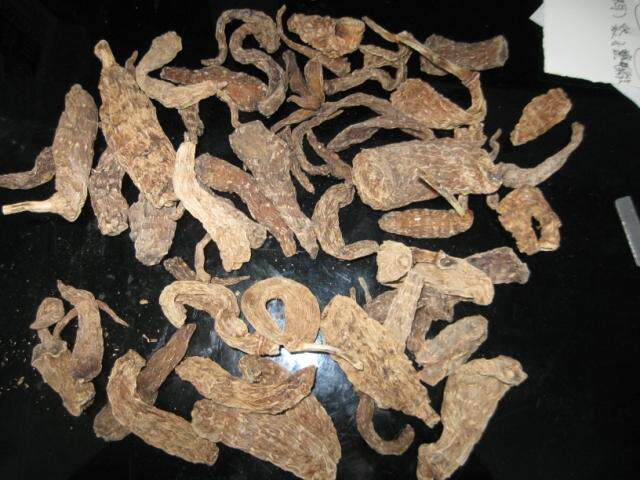 视频实拍东北长白山野生天麻 天麻粉 头痛长 无硫天麻粉 足干天麻