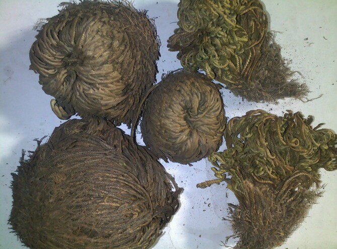 卷柏500g野生九死还魂草卷柏 长命草