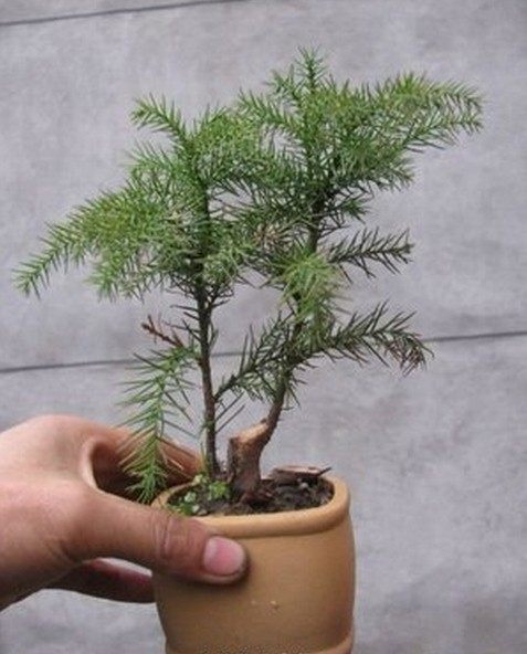 绿化苗占地拆迁苗柳杉树苗杉树小苗 柳杉苗木四季常青除雾霾