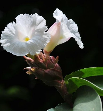 姜花品种闭鞘姜花一个两指粗根茎