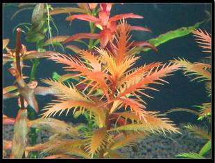 水族水草 中后景鱼缸水草造景 红雨伞 棵