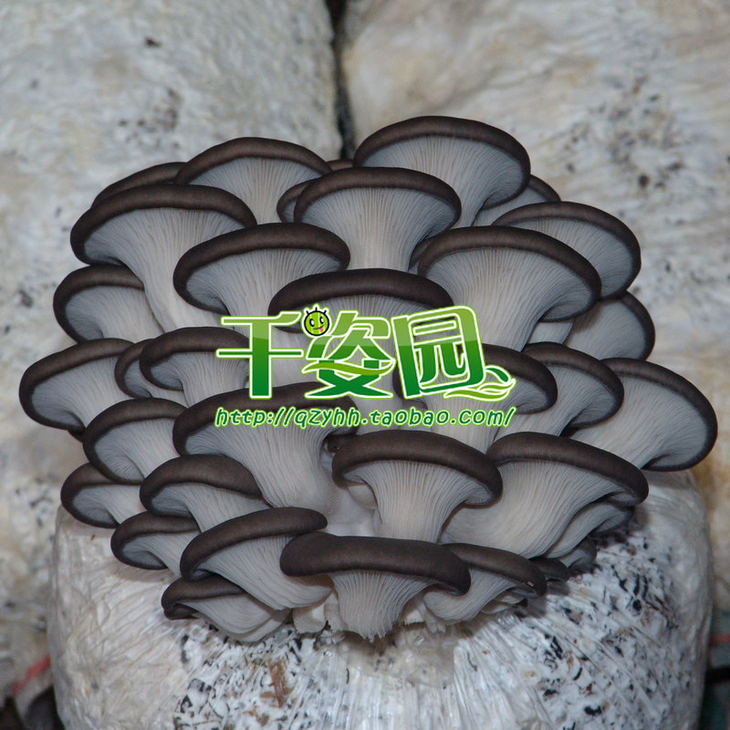 食用菌菌种 二级种 平菇 秋冬灰黑平菇优秀品种 【冻菌6019】