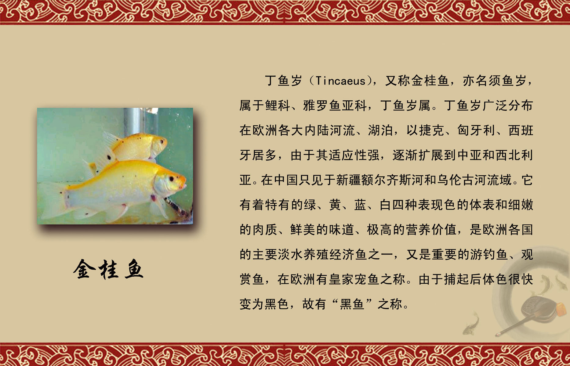 海报印制62金桂鱼丁鱼岁须鱼岁 208海报展板素材(制作)