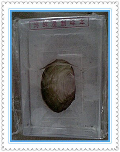 河蚌浸制标本 小学科学 浸泡标本 小学自然生物标本 教学仪器