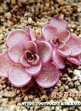 多肉植物绿植盆栽-食虫植物-近藤捕虫堇 kondoi