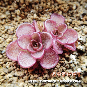 多肉植物绿植盆栽-食虫植物-近藤捕虫堇 kondoi