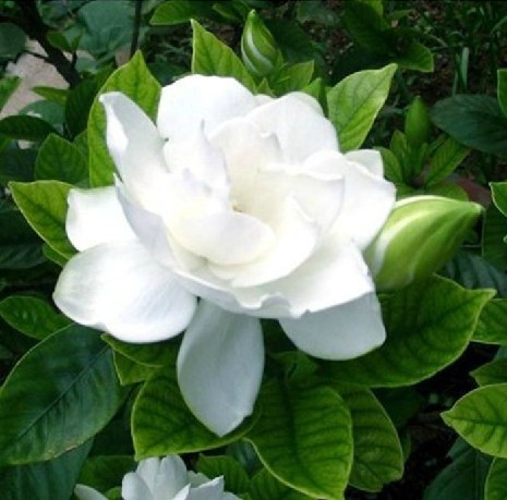 庭院植物盆栽花卉栀子花苗 大叶栀子花 小叶栀子花 山栀子