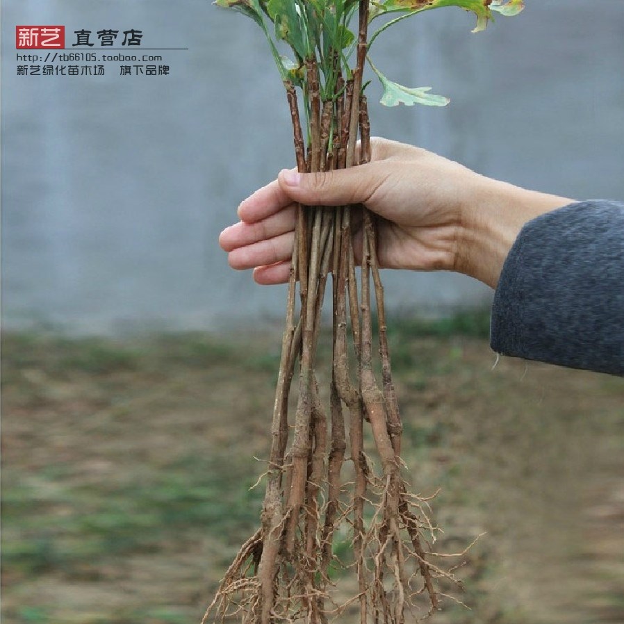 银杏白果百果银杏树苗白果树苗小苗食用观赏绿化优良绿化树